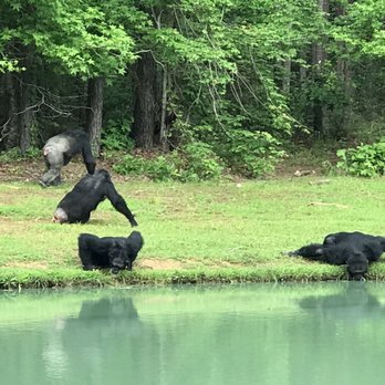 Chimp Haven - Zoos Near Me - Keithville, Louisiana Chimp Haven - Zoos Near Me - Keithville, Louisiana
