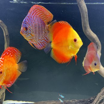 Jack Wattley Discus - Pet Stores Near Me - Miami, Florida