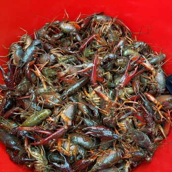 Go Crawdaddy Catering - Great size, monster claws. Soaked up every bit of seasoning. - Caterers Near Me Go Crawdaddy Catering - Great size, monster claws. Soaked up every bit of seasoning. - Caterers Near Me