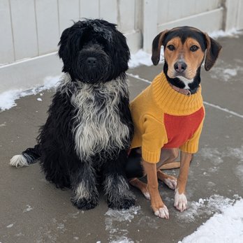 Pupstars - Nova & Gobi having fun together at doggy daycare! - Pet Sitting Near Me - Chicago, Illinois Pupstars - Nova & Gobi having fun together at doggy daycare! - Pet Sitting Near Me - Chicago, Illinois