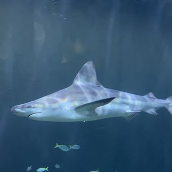 Shedd Aquarium - Aquariums Near Me - Chicago, Illinois