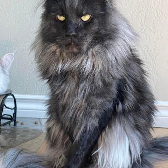 KingMainecattery - Pet Breeders Near Me