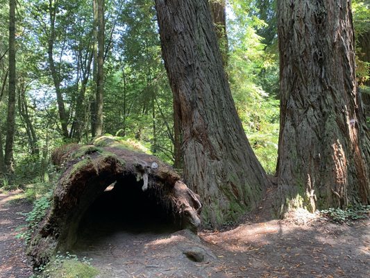 Navarro River Redwoods State Park by null