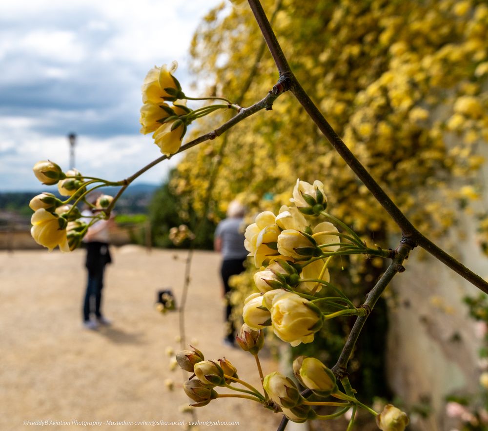 Palazzo Pitti e Giardino di Boboli