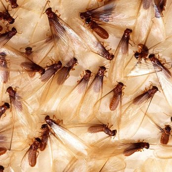 Geffroy Termite Control - Pest Control Near Me - San Jose, California Geffroy Termite Control - Pest Control Near Me - San Jose, California