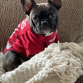 Greg Denney Law - Dude Denney, office pup - Personal Injury Law Near Me - Tulsa, Oklahoma Greg Denney Law - Dude Denney, office pup - Personal Injury Law Near Me - Tulsa, Oklahoma