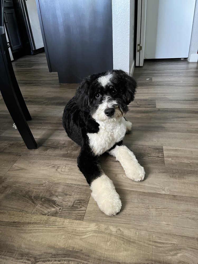 LORI’S PET GROOMING Updated October 2024 26 Photos & 43 Reviews