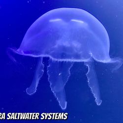 Sierra Saltwater Systems