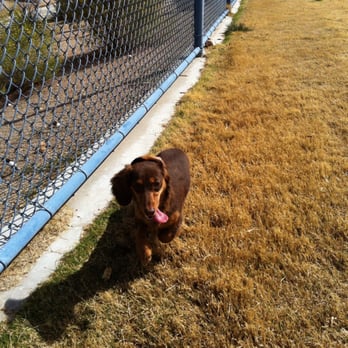 Woofter Dog Park - Josie's looking worn out! - Dog Parks Near Me - Las Vegas, Nevada