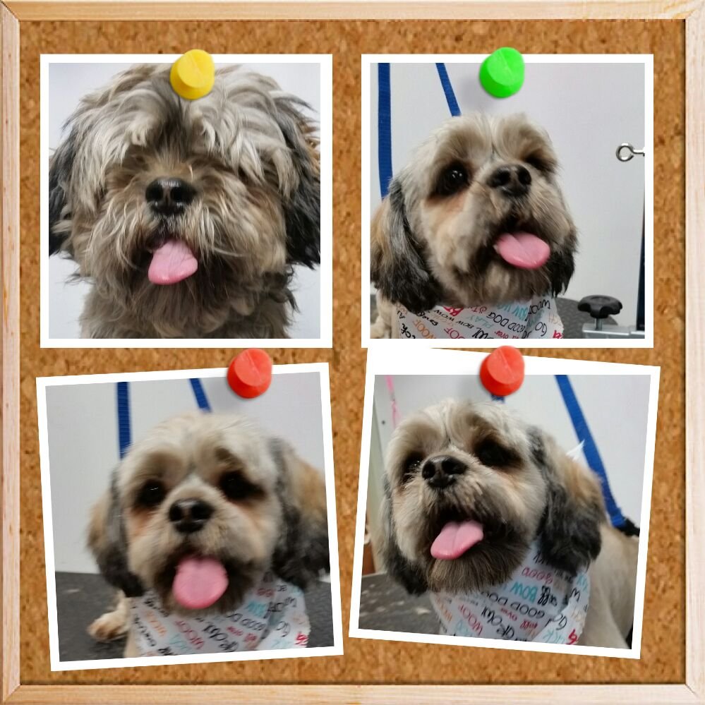 BECKY’S PAWS AND CLAWS Updated September 2024 64 Photos 2410 W 17th St, Greeley, Colorado