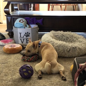 Pets In Need - Moved all the furniture so he can have a big play area with 3 beds! - Animal Shelters Near Me - Redwood City, California