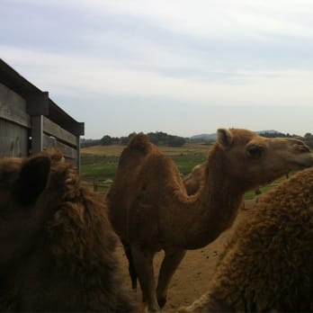 Oasis Camel Dairy - Attraction Farms Near Me - Ramona, California Oasis Camel Dairy - Attraction Farms Near Me - Ramona, California