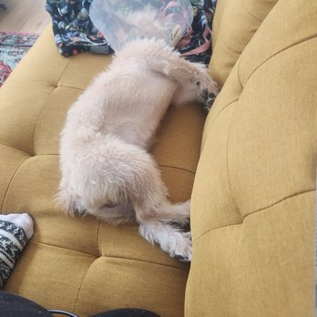 GoodVets Uptown - Chicago - Little Jakobo resting - Veterinarians Near Me - Chicago, Illinois GoodVets Uptown - Chicago - Little Jakobo resting - Veterinarians Near Me - Chicago, Illinois