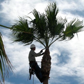 Tree Service Boca Raton - Tree Services Near Me - Boca Raton, Florida Tree Service Boca Raton - Tree Services Near Me - Boca Raton, Florida