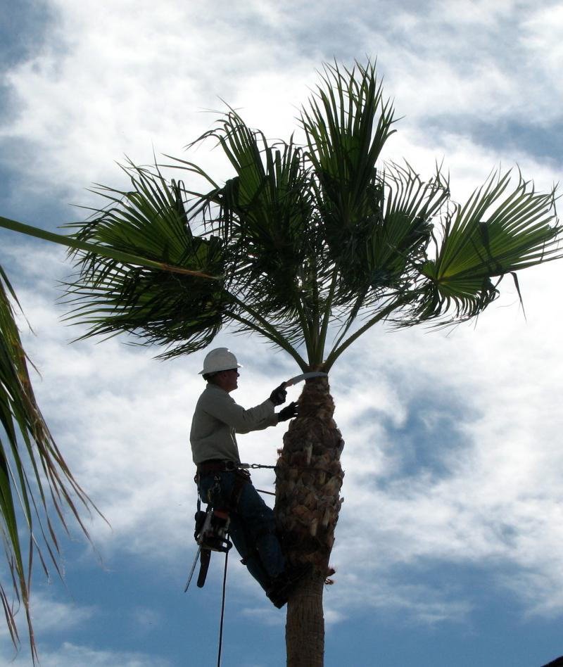 TREE SERVICE BOCA RATON Updated July 2024 34 Photos 21427 Town