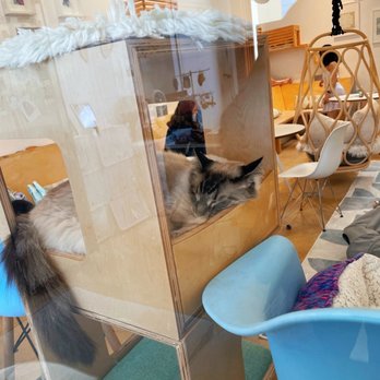 KitTea - Pet Adoption Near Me - San Francisco, California