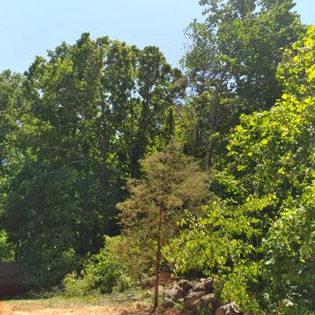Hager's Tree Care - White pines thrown into the woods! Job went smoothly! - Tree Services Near Me