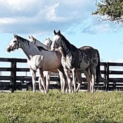 Megson Farms