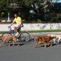 A Dog's Life - Dog Exercising and Pet Sitting