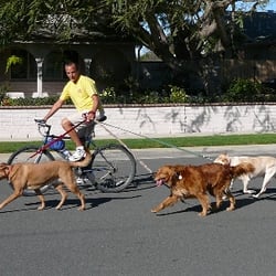 A Dog's Life - Dog Exercising and Pet Sitting - Human pictured is a professional. Do not attempt unless properly trained.