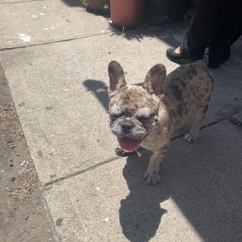 Got Frenchie? - Pet Breeders Near Me Got Frenchie? - Pet Breeders Near Me
