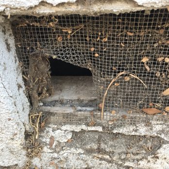 Rodent Resolution Services - Foundation vents are a common place for entry. Removal of piping or cables makes them very susceptible to entry. - Wildlife Control Near Me Rodent Resolution Services - Foundation vents are a common place for entry. Removal of piping or cables makes them very susceptible to entry. - Wildlife Control Near Me