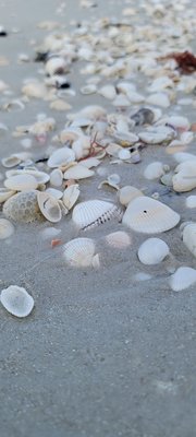 Naples Pier by null