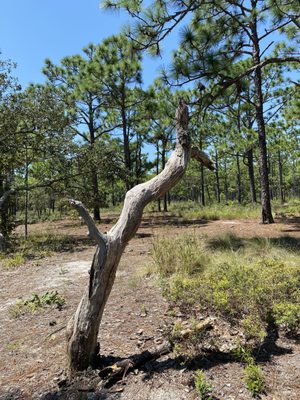 Carolina Beach State Park by null