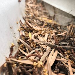 Gutter Guru