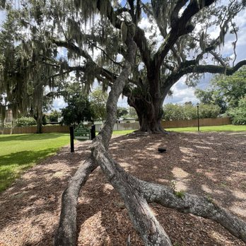 Big Tree Park - Parks Near Me - Orlando, Florida Big Tree Park - Parks Near Me - Orlando, Florida