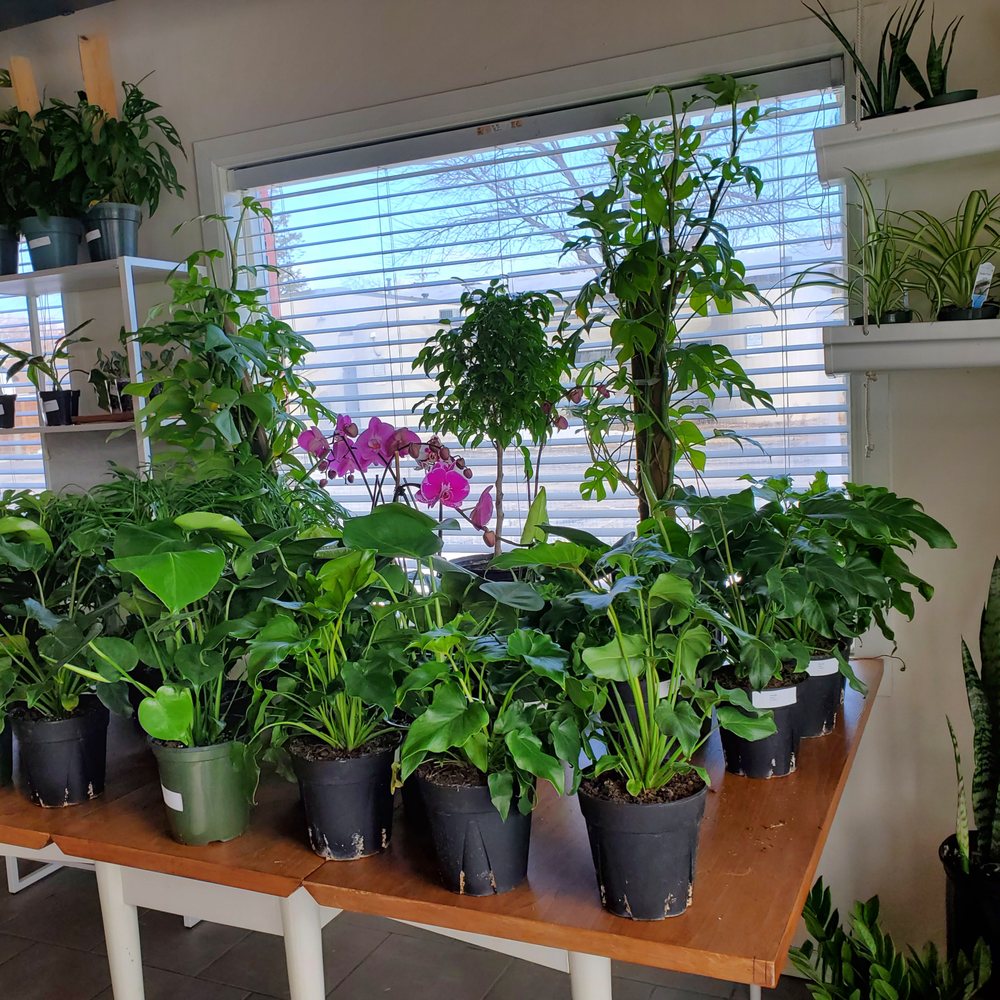 Sheelytown Market - Interior with a variety of houseplants - Nurseries & Gardening Near Me - Omaha, Nebraska Sheelytown Market - Interior with a variety of houseplants - Nurseries & Gardening Near Me - Omaha, Nebraska