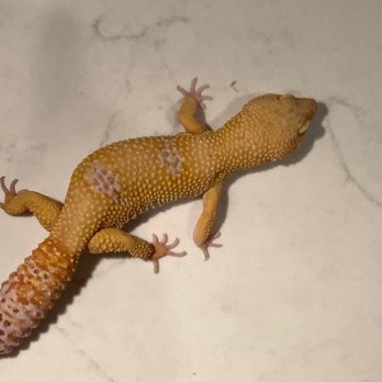 Painted Reptile - Freddy - Reptile Shops Near Me - Tarzana, California