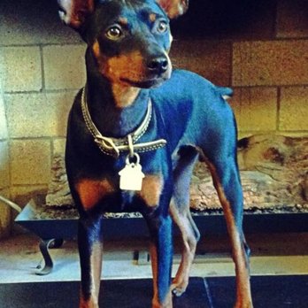 Preppy Pet - Pet Groomers Near Me - Melbourne, Florida