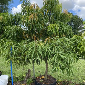 D's Fruit Trees - Nurseries & Gardening Near Me - Miami, Florida