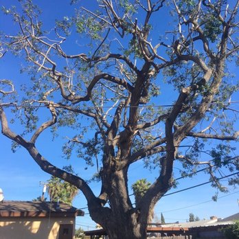 Louis MC Tree Service - Louis trimmed and laced this MONSTER Brazilian Pepper tree!! - Tree Services Near Me Louis MC Tree Service - Louis trimmed and laced this MONSTER Brazilian Pepper tree!! - Tree Services Near Me