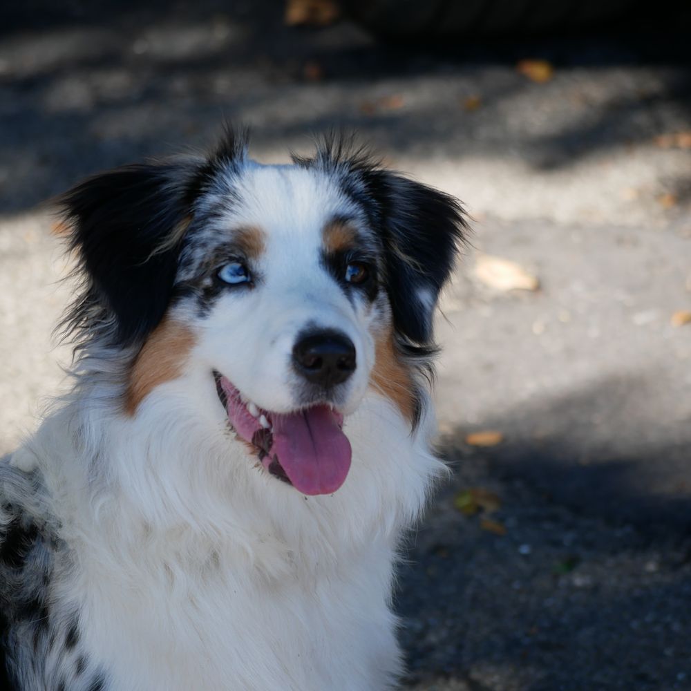 Be Mine Canine - Good girl! - Pet Training Near Me Be Mine Canine - Good girl! - Pet Training Near Me