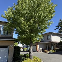 Scotty Tree and Aborist Service - Tree to be removed