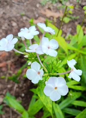 Fall Creek Falls by null