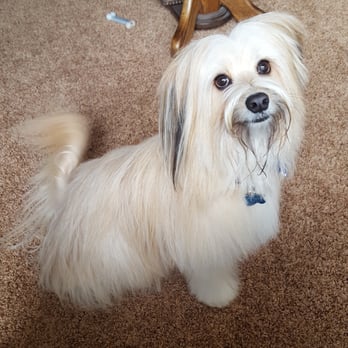 Bow Wow Groomers - Kodi... Happy after a great wash and cut at Bow Wow Groomers! - Pet Groomers Near Me - Cypress, California Bow Wow Groomers - Kodi... Happy after a great wash and cut at Bow Wow Groomers! - Pet Groomers Near Me - Cypress, California