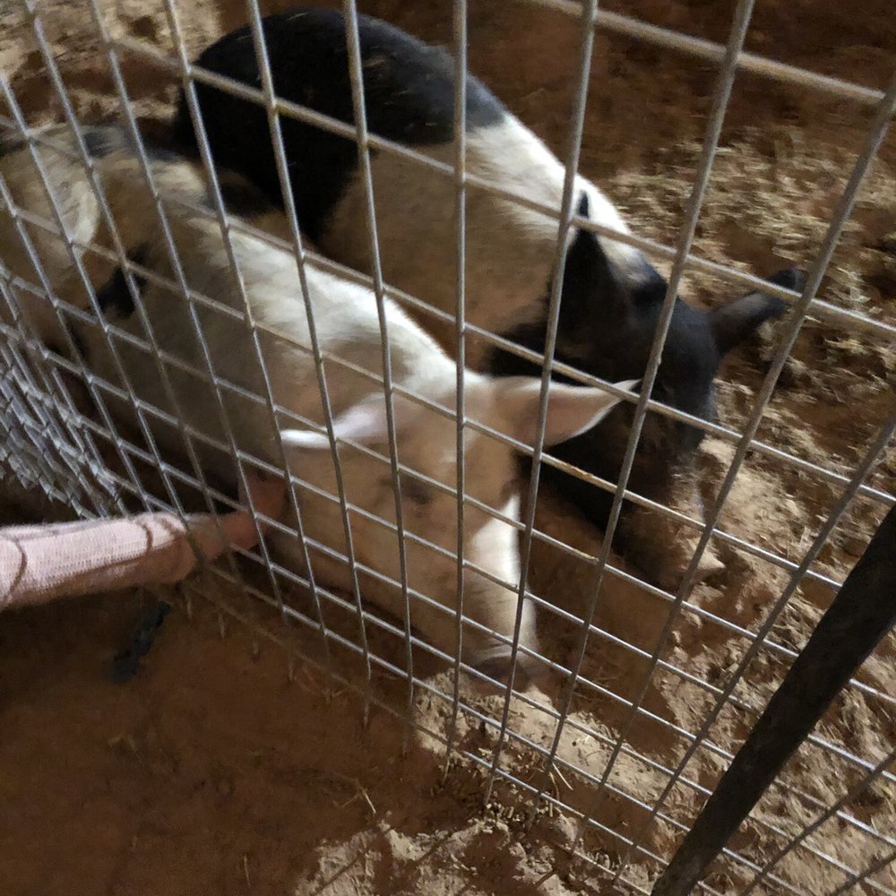 Moapa Valley Cornmaze - Petting zoo - Attraction Farms Near Me - Logandale, Nevada