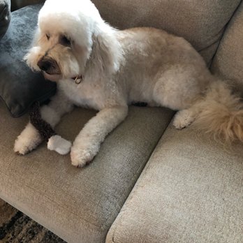 Blue Bubbles Spa - Pet Groomers Near Me - Houston, Texas