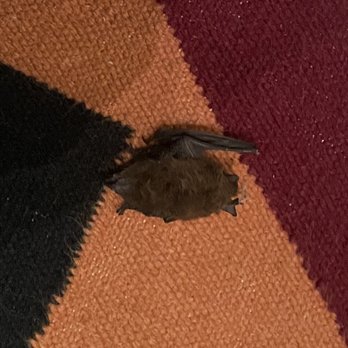 LuxeVaca - Dead bat we found under the couch while looking for a mouse that had crawled under it... - Vacation Rentals Near Me - Carmel Valley, California LuxeVaca - Dead bat we found under the couch while looking for a mouse that had crawled under it... - Vacation Rentals Near Me - Carmel Valley, California