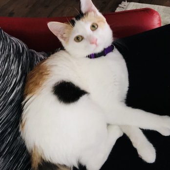 The Caffeinated Cat - Ginger's favorite place, in my arms. - Coffee & Tea Near Me - Jacksonville Beach, Florida