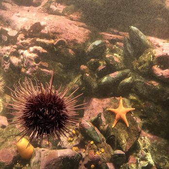 Seattle Aquarium - Beautiful seascape - Aquariums Near Me - Seattle, Washington Seattle Aquarium - Beautiful seascape - Aquariums Near Me - Seattle, Washington