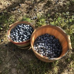 The Blueberry Farm - Livingston - Our blueberries!