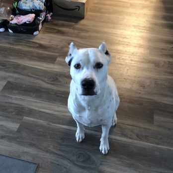 Jensen Canines - Pet Training Near Me - Orcutt, California Jensen Canines - Pet Training Near Me - Orcutt, California