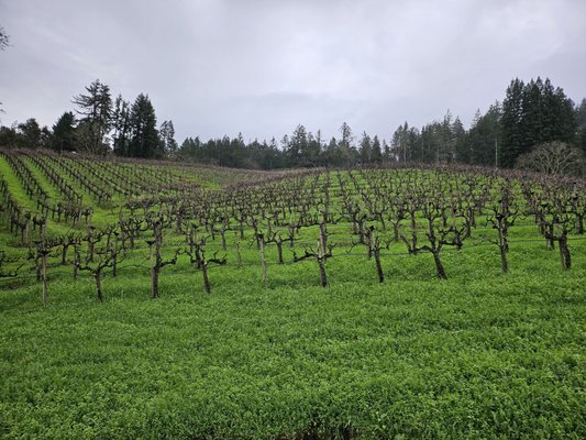 Storybook Mountain Winery by null