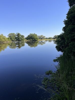 Couturie Forest by null