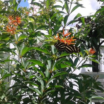 Kerby's Nursery - My 8 year old Firebush plant from Kerby's - Nurseries & Gardening Near Me - Seffner, Florida