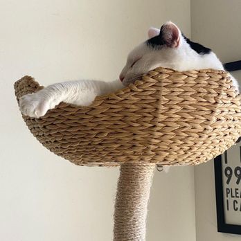 Cat & Craft - Cozy cat - Coffee & Tea Near Me - Vista, California Cat & Craft - Cozy cat - Coffee & Tea Near Me - Vista, California